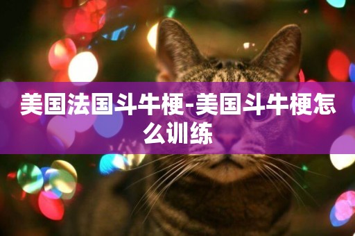美國法國斗牛梗-美國斗牛梗怎么訓練