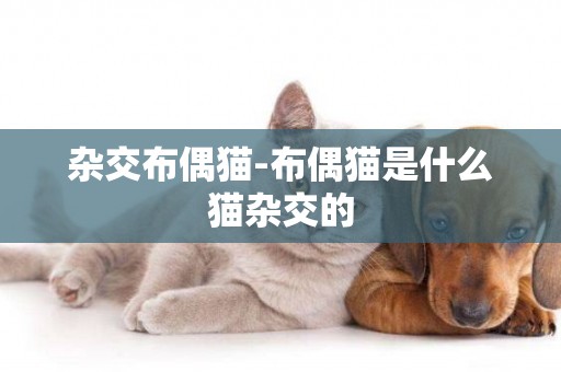 雜交布偶貓-布偶貓是什么貓雜交的