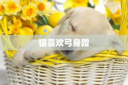 貓喜歡弓身蹭