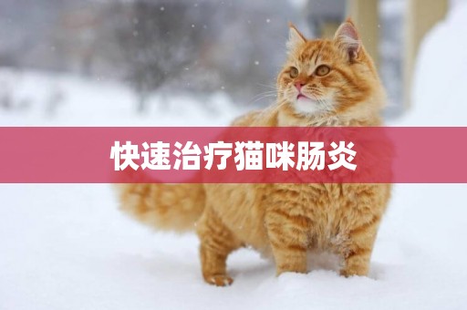 快速治療貓咪腸炎