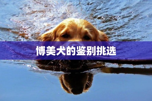 博美犬的鑒別挑選