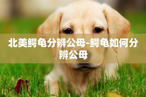 北美鱷龜分辨公母-鱷龜如何分辨公母