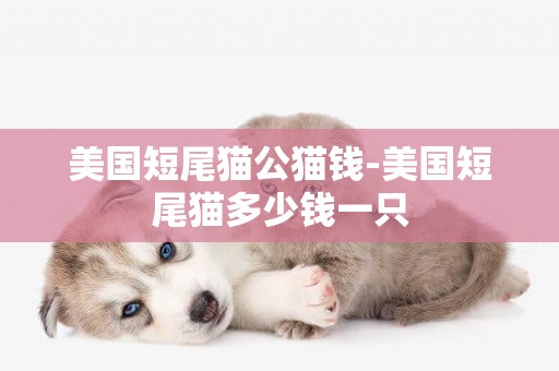美國短尾貓公貓錢-美國短尾貓多少錢一只