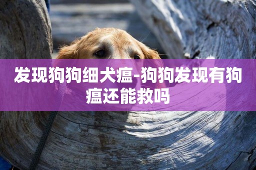 發現狗狗細犬瘟-狗狗發現有狗瘟還能救嗎