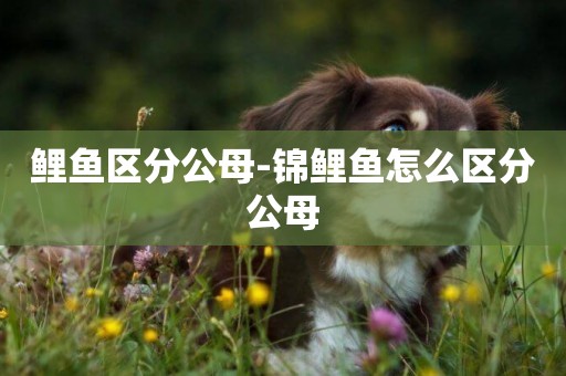 鯉魚區分公母-錦鯉魚怎么區分公母
