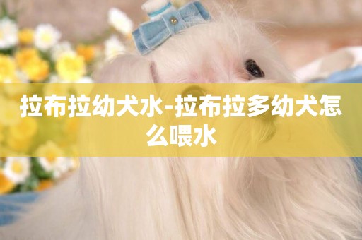拉布拉幼犬水-拉布拉多幼犬怎么喂水