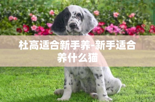 杜高適合新手養-新手適合養什么貓