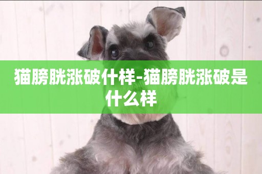 貓膀胱漲破什樣-貓膀胱漲破是什么樣