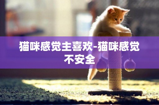 貓咪感覺主喜歡-貓咪感覺不安全