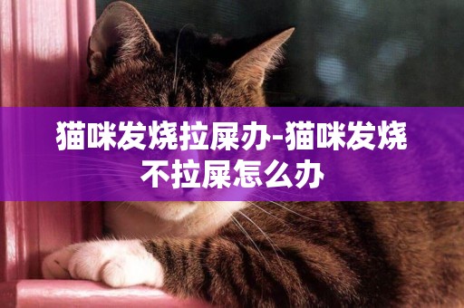 貓咪發燒拉屎辦-貓咪發燒不拉屎怎么辦