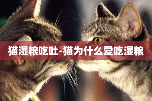 貓濕糧吃吐-貓為什么愛吃濕糧