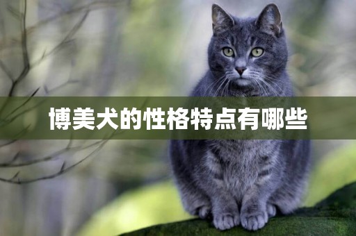 博美犬的性格特點有哪些