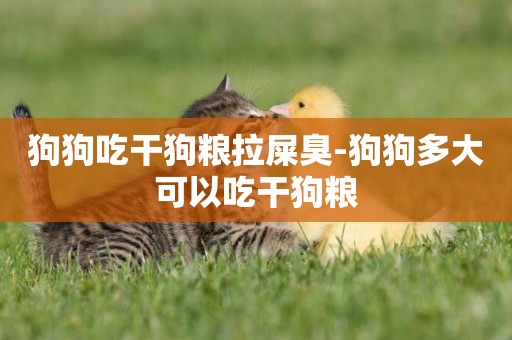 狗狗吃干狗糧拉屎臭-狗狗多大可以吃干狗糧