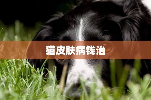 貓皮膚病錢治