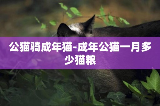 公貓騎成年貓-成年公貓一月多少貓糧