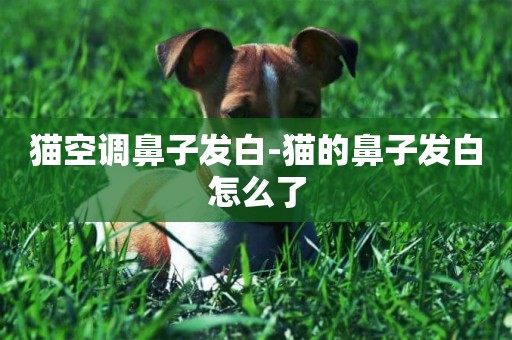貓空調鼻子發白-貓的鼻子發白怎么了