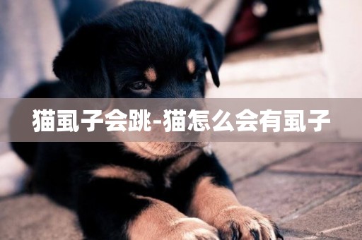 貓虱子會跳-貓怎么會有虱子