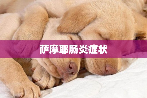 薩摩耶腸炎癥狀