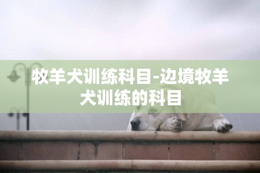 牧羊犬訓練科目-邊境牧羊犬訓練的科目