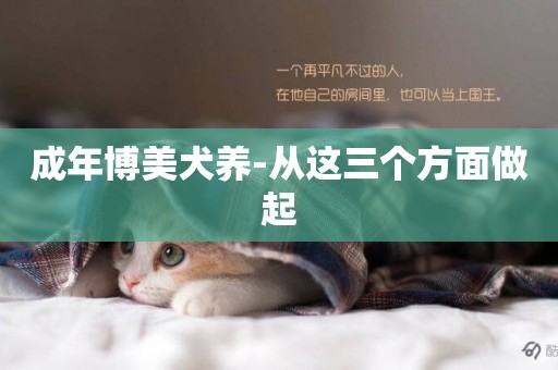 成年博美犬養-從這三個方面做起