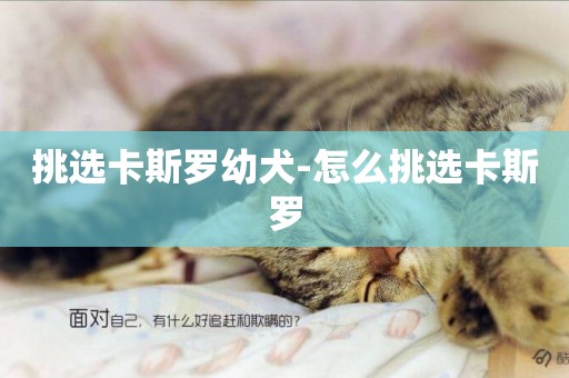 挑選卡斯羅幼犬-怎么挑選卡斯羅