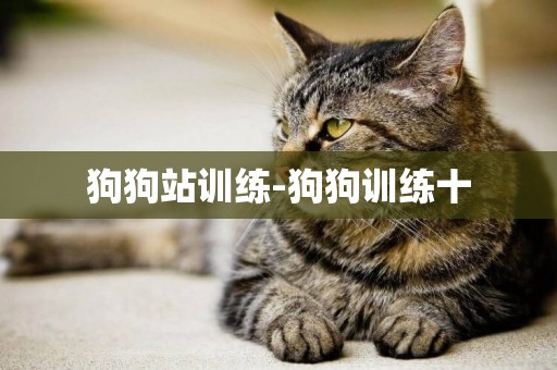 狗狗站訓練-狗狗訓練十