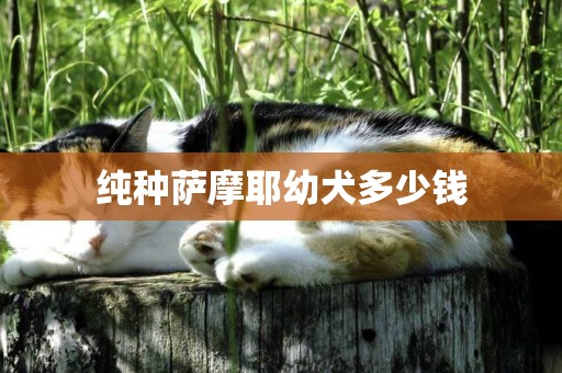 純種薩摩耶幼犬多少錢