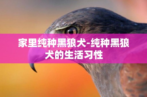 家里純種黑狼犬-純種黑狼犬的生活習性