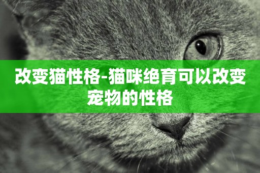 改變貓性格-貓咪絕育可以改變寵物的性格