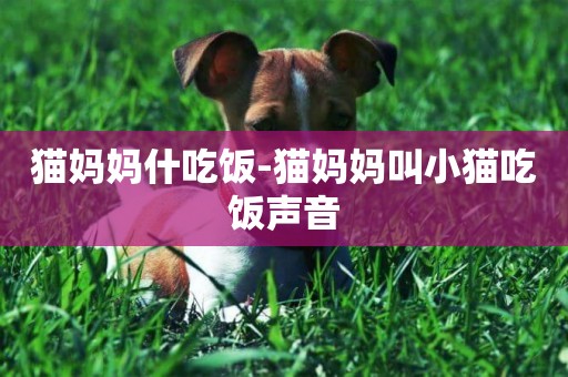 貓媽媽什吃飯-貓媽媽叫小貓吃飯聲音