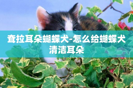 耷拉耳朵蝴蝶犬-怎么給蝴蝶犬清潔耳朵