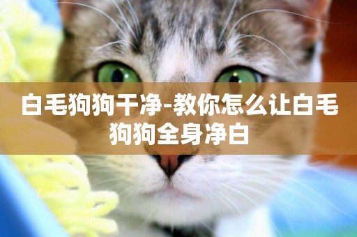 白毛狗狗干凈-教你怎么讓白毛狗狗全身凈白
