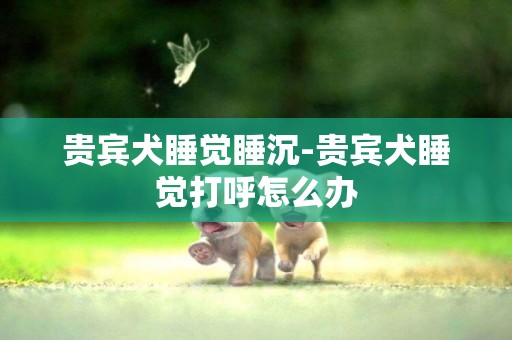 貴賓犬睡覺睡沉-貴賓犬睡覺打呼怎么辦