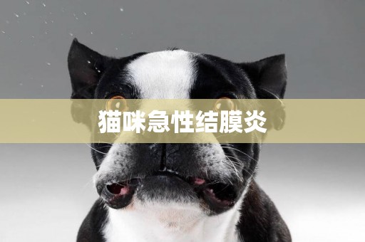 貓咪急性結膜炎