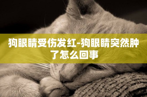 狗眼睛受傷發紅-狗眼睛突然腫了怎么回事