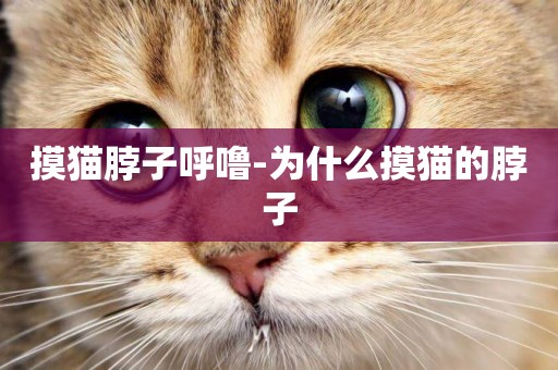 摸貓脖子呼嚕-為什么摸貓的脖子