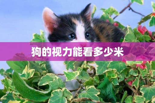 狗的視力能看多少米