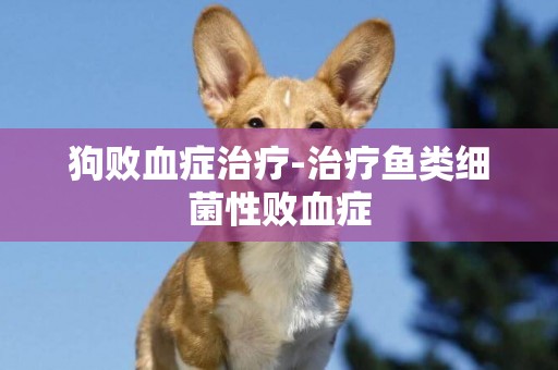 狗敗血癥治療-治療魚類細菌性敗血癥
