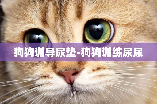 狗狗訓導尿墊-狗狗訓練尿尿