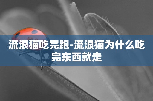 流浪貓吃完跑-流浪貓為什么吃完東西就走