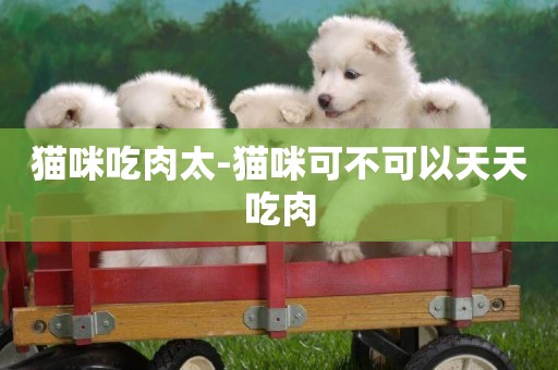貓咪吃肉太-貓咪可不可以天天吃肉