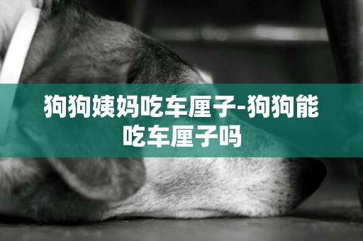 狗狗姨媽吃車厘子-狗狗能吃車厘子嗎