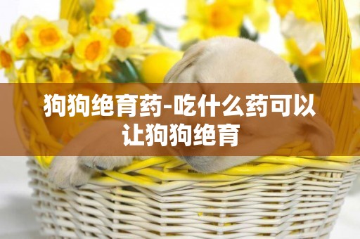 狗狗絕育藥-吃什么藥可以讓狗狗絕育