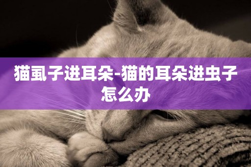 貓虱子進耳朵-貓的耳朵進蟲子怎么辦