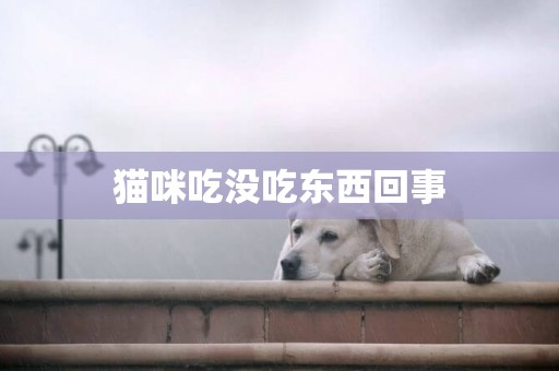 貓咪吃沒吃東西回事
