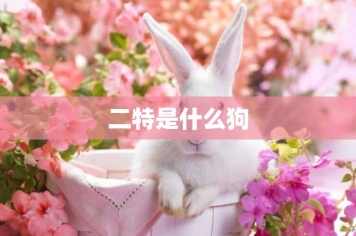 二特是什么狗