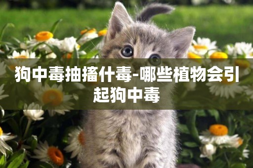 狗中毒抽搐什毒-哪些植物會引起狗中毒