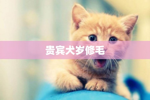 貴賓犬歲修毛