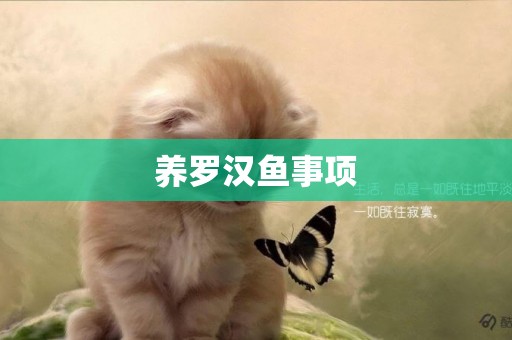 養羅漢魚事項