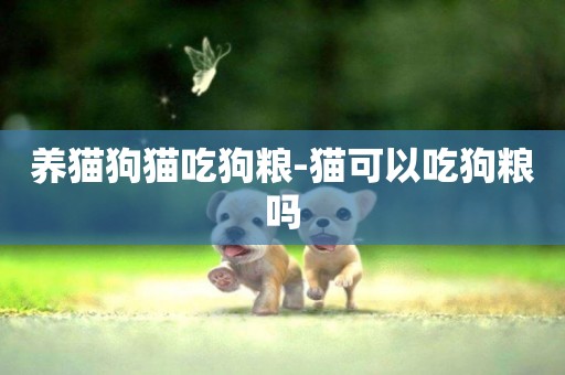 養貓狗貓吃狗糧-貓可以吃狗糧嗎